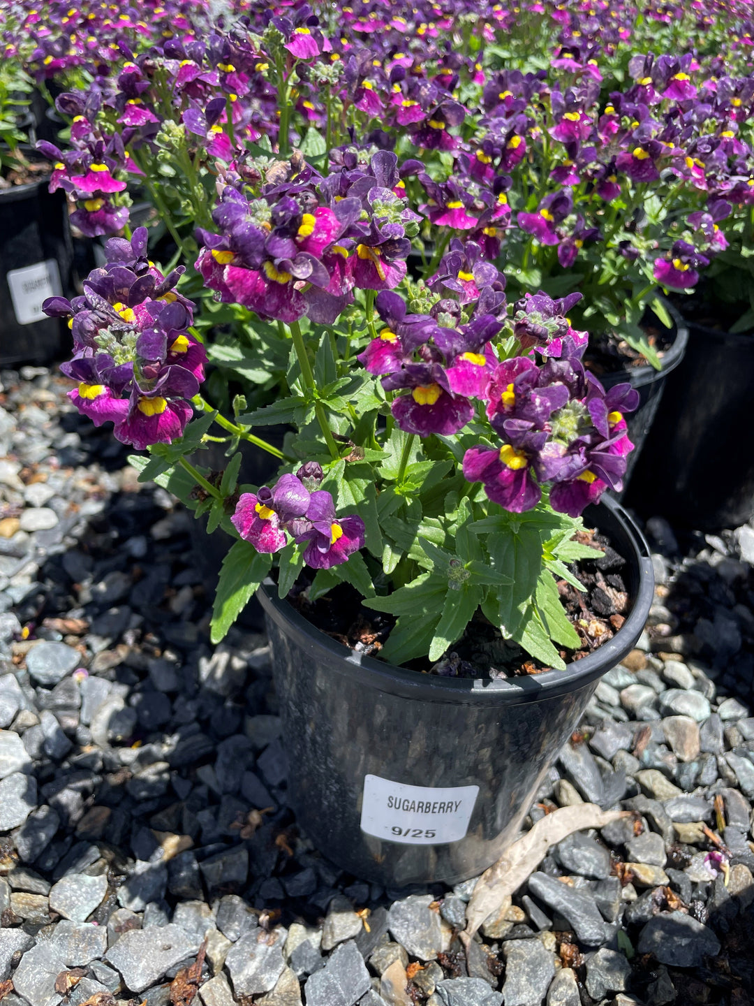 Nemesia fruiticans &