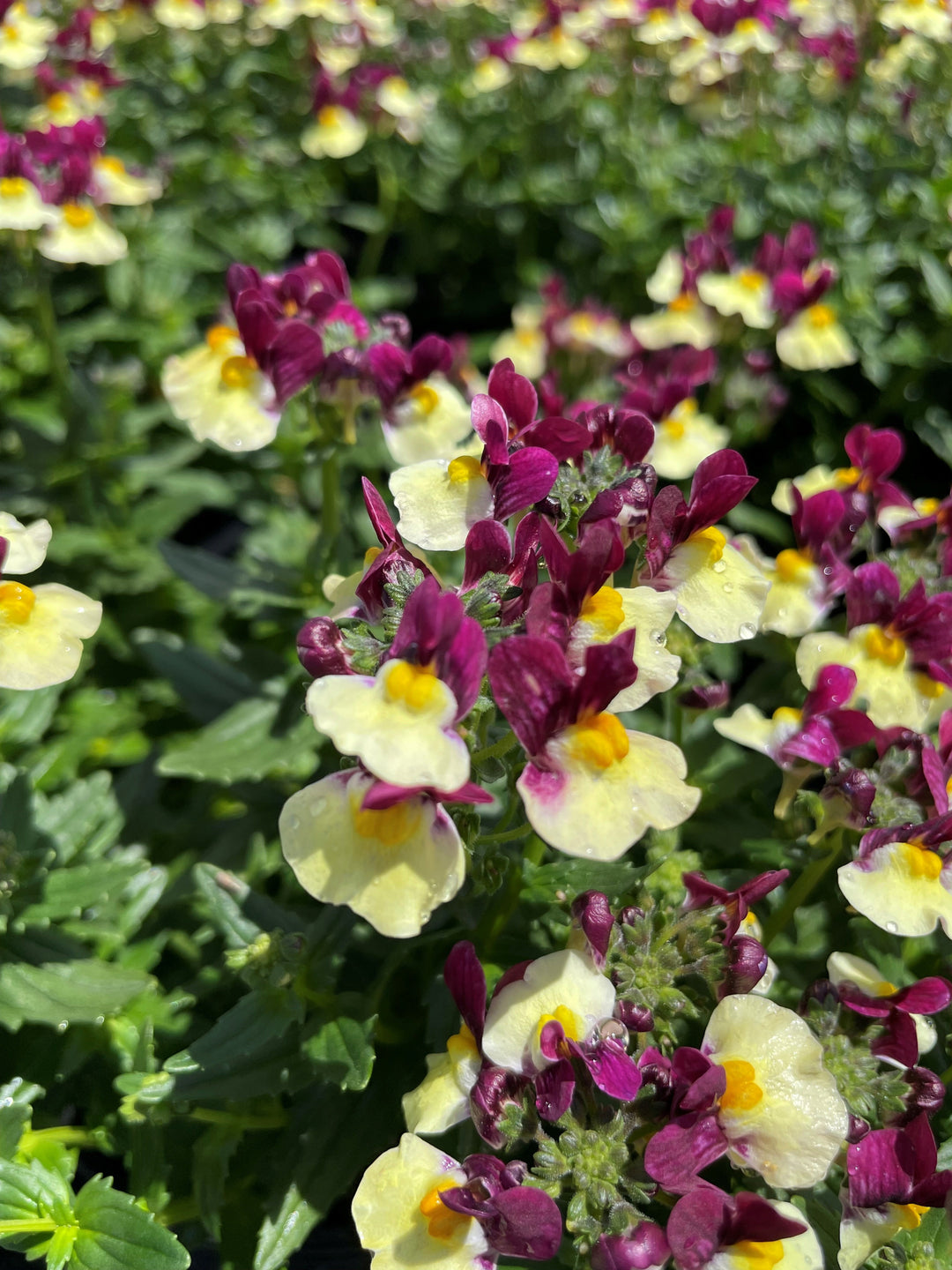 Nemesia fruticans &