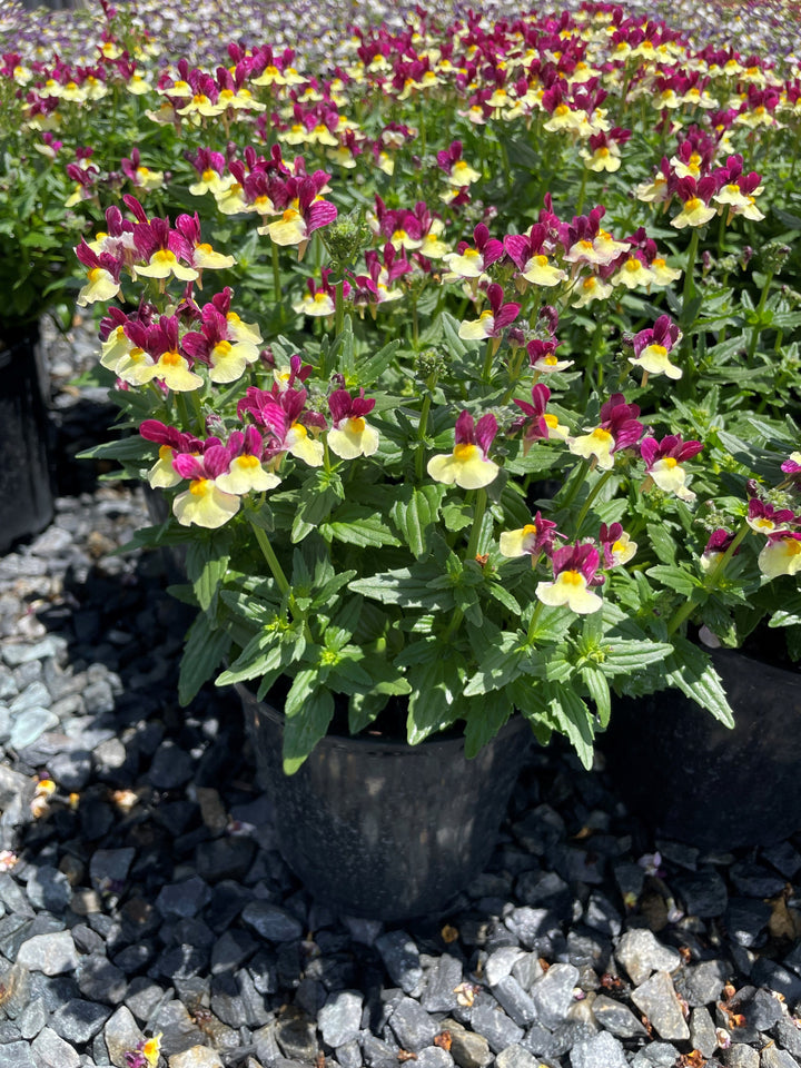 Nemesia fruticans &