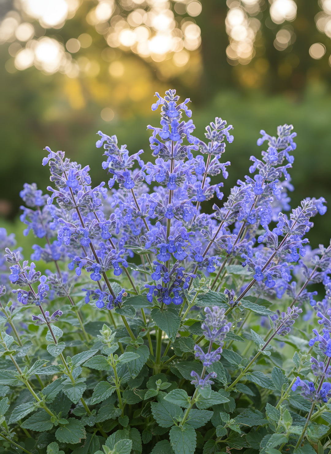 Nepeta faassenii 'Walkers Blue' 140mm Pot for sale Adelaide Plant Co