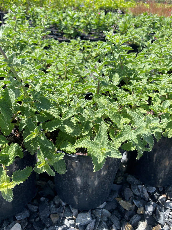 Nepeta faassenii &