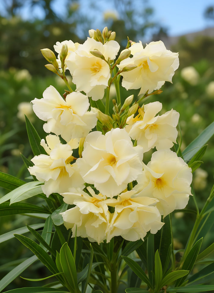Nerium Oleander Aurea Luteum Plennum 200mm Pot for sale Adelaide Plant Co