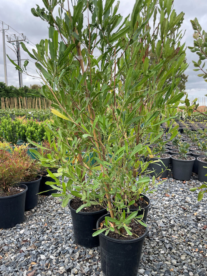 Nerium Oleander Aurea Luteum Plennum