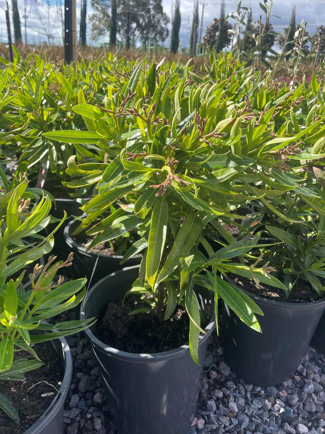 Nerium oleander &