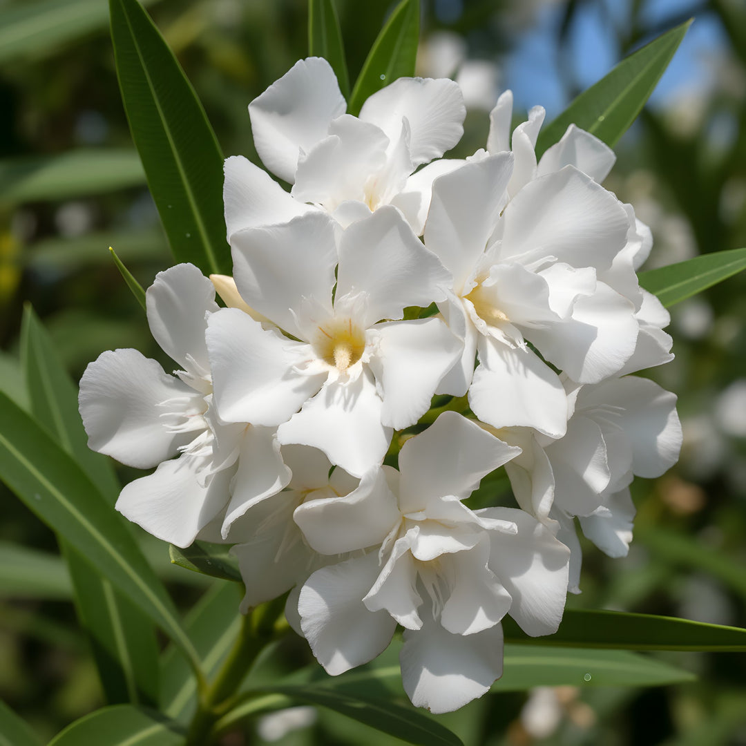 Nerium Oleander 'Madonna Grandiflora' 300mm Pot for sale Adelaide Plant Co