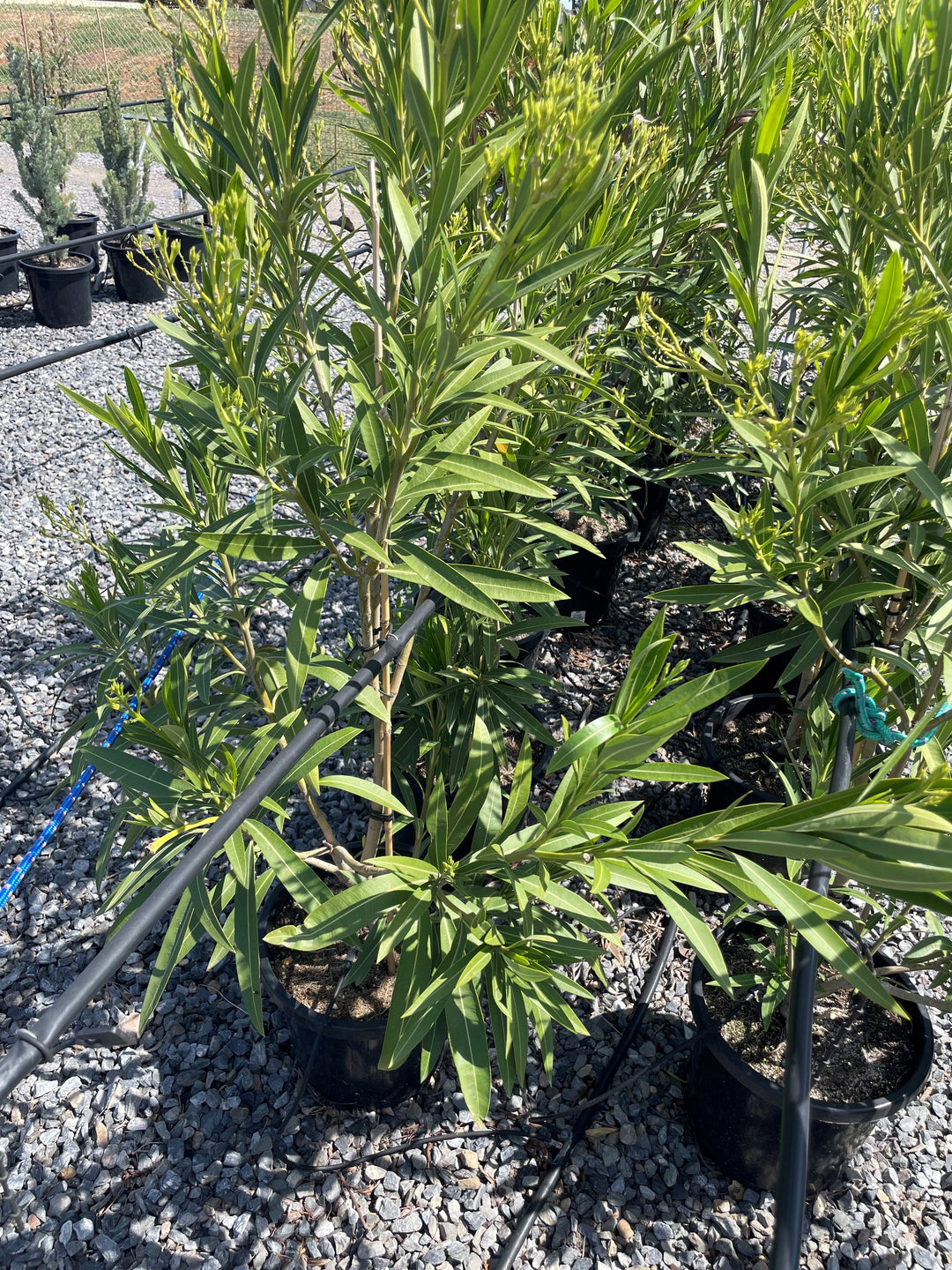 Nerium Oleander 'Madonna Grandiflora'