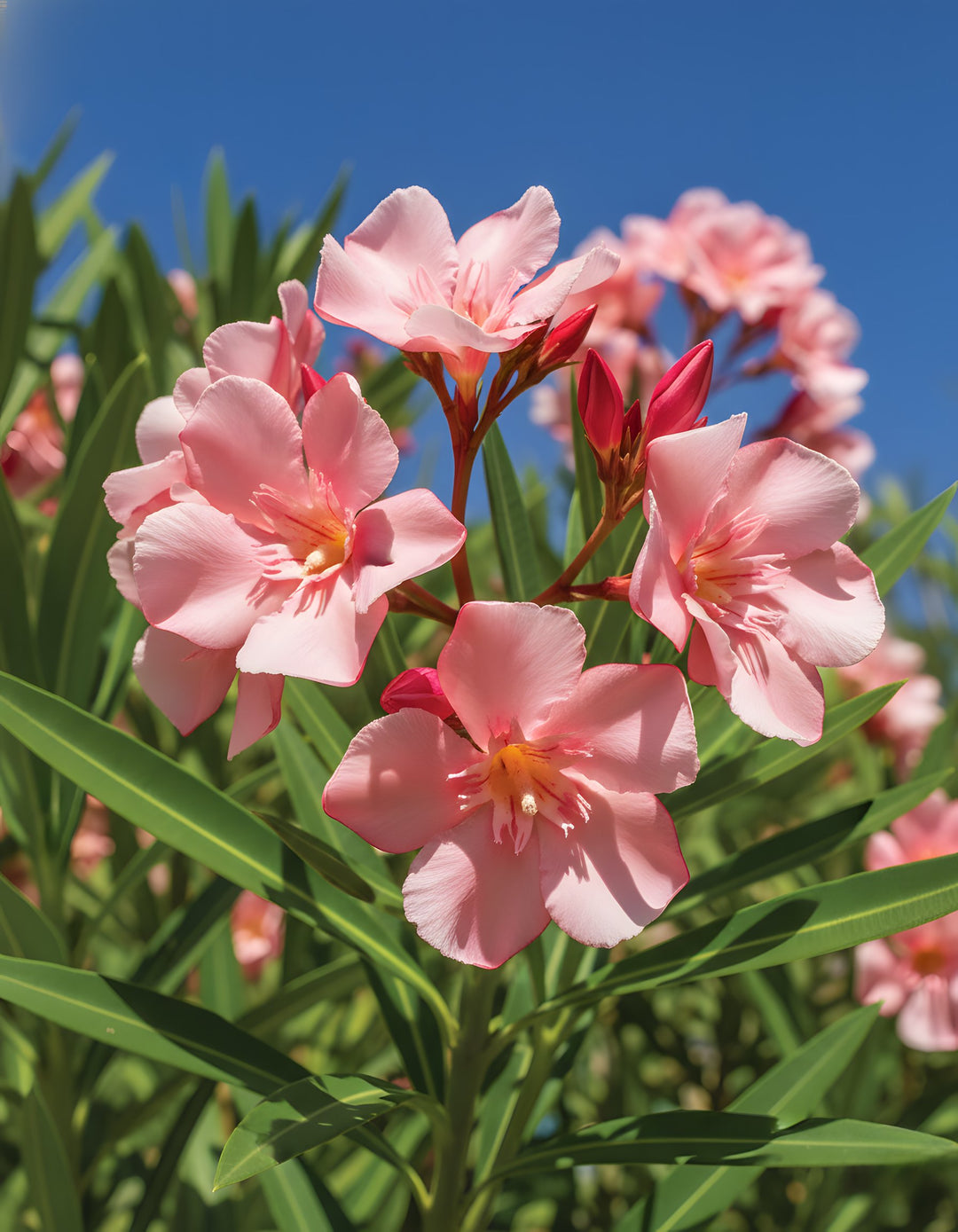 Nerium Oleander 'Mrs F Roeding' 200mm Pot for sale Adelaide Plant Co