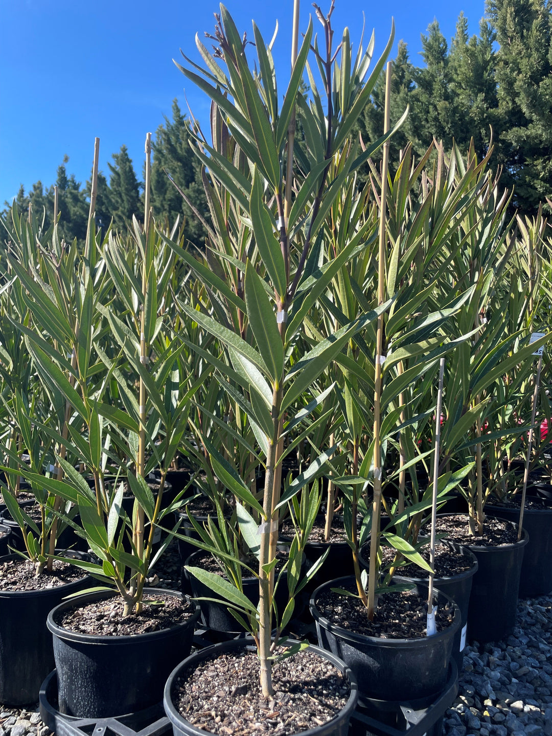 Nerium Oleander 'Mrs F Roeding'