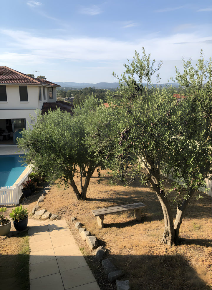OLIVE / Olea Europaea &