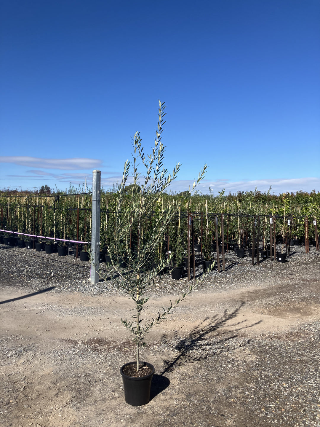 OLIVE / Olea europaea 'Californian Queen' 250mm Pot for sale Adelaide Plant Co
