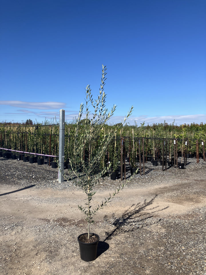 OLIVE / Olea europaea &