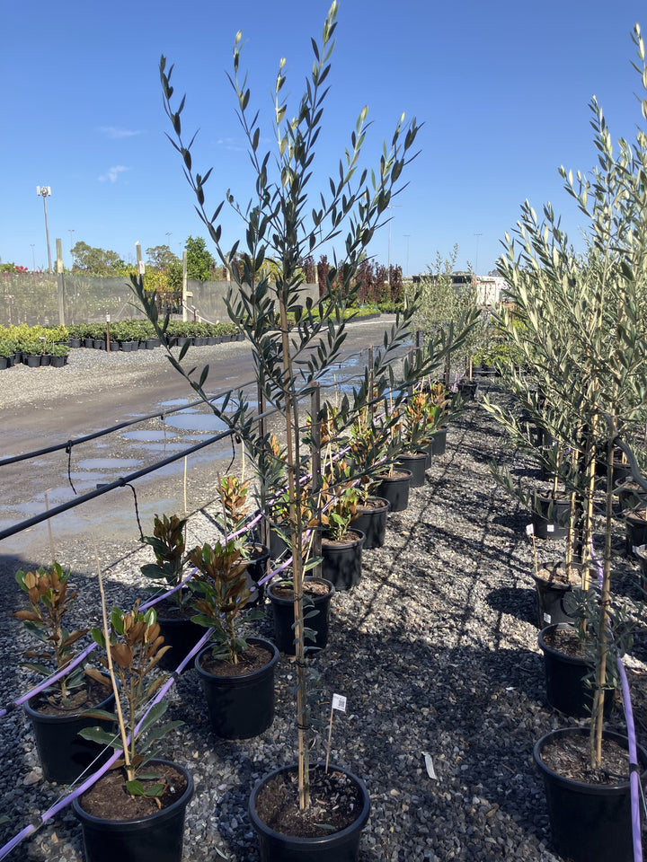 OLIVE / Olea europaea &