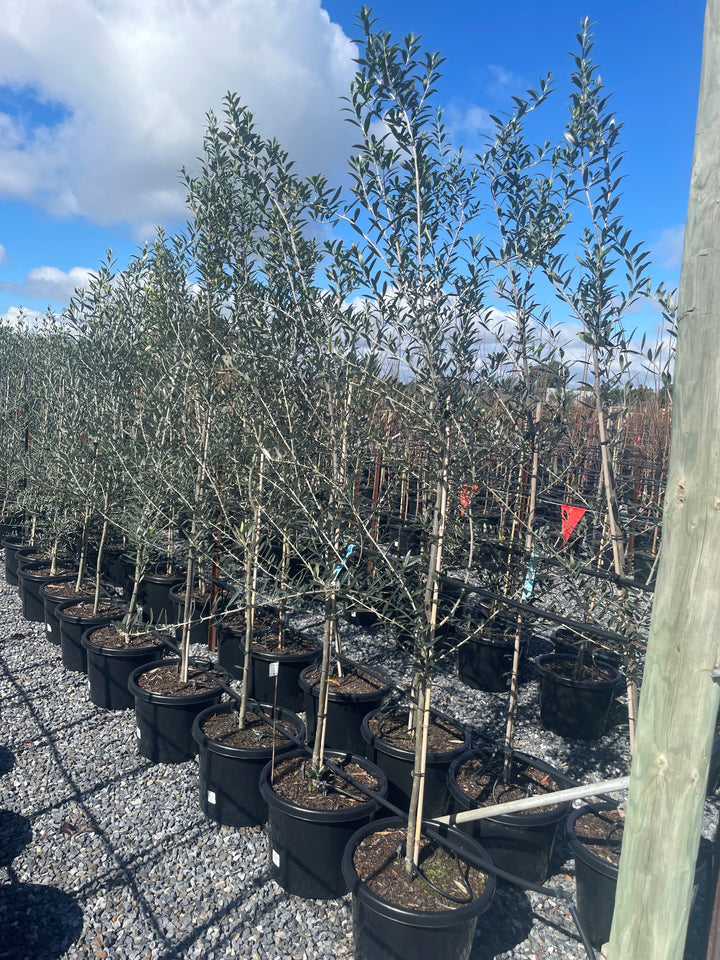 OLIVE / Olea europaea &