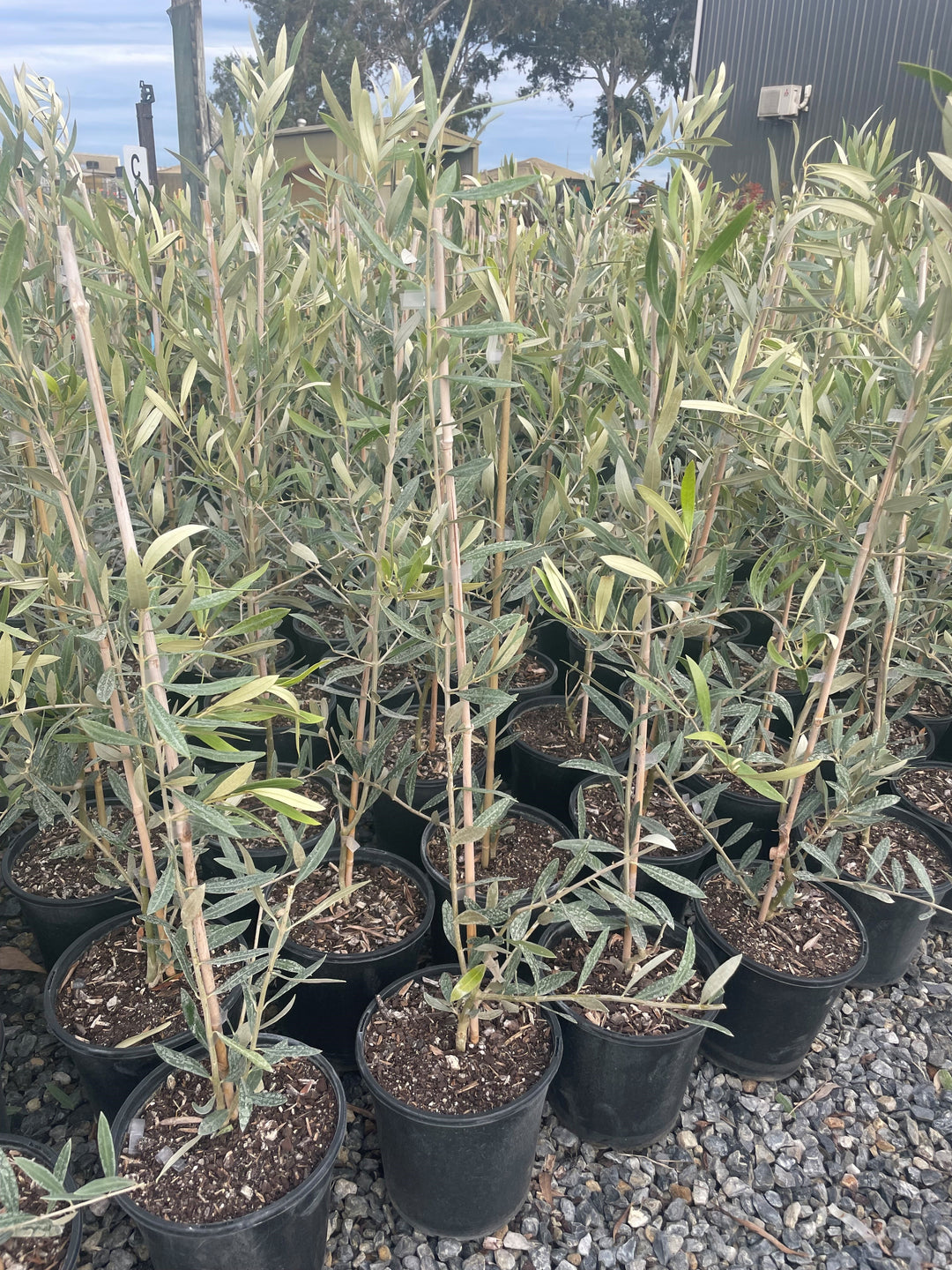 OLIVE / Olea Europaea &