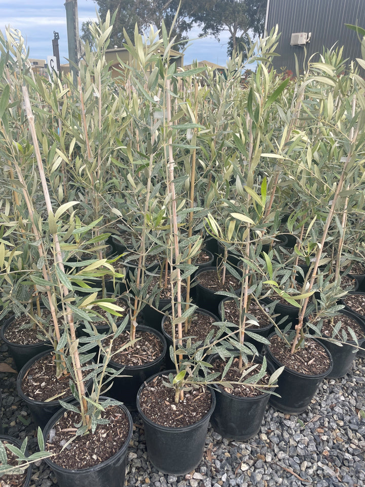 OLIVE / Olea Europaea &