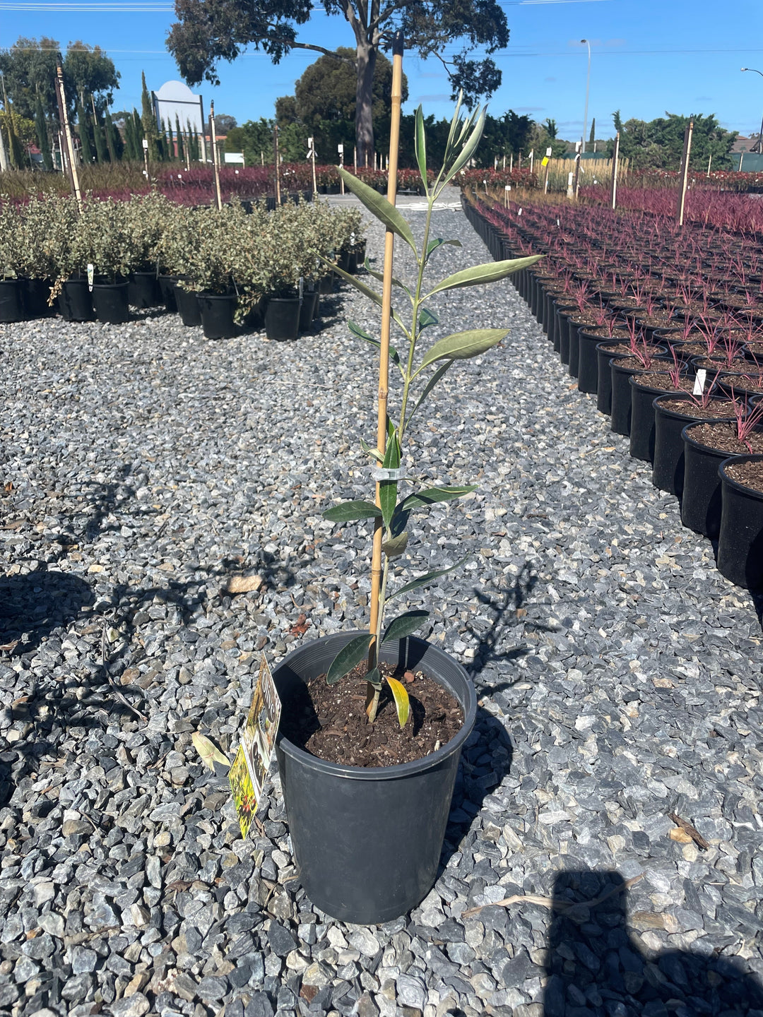 OLIVE / Olea Europaea &