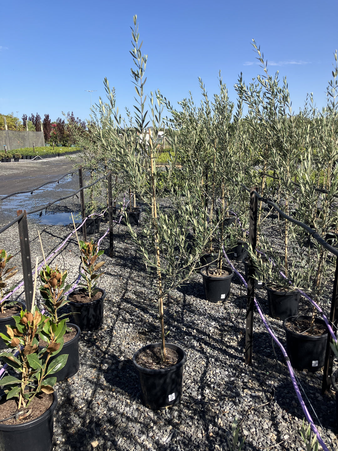 OLIVE / Olea Europaea &