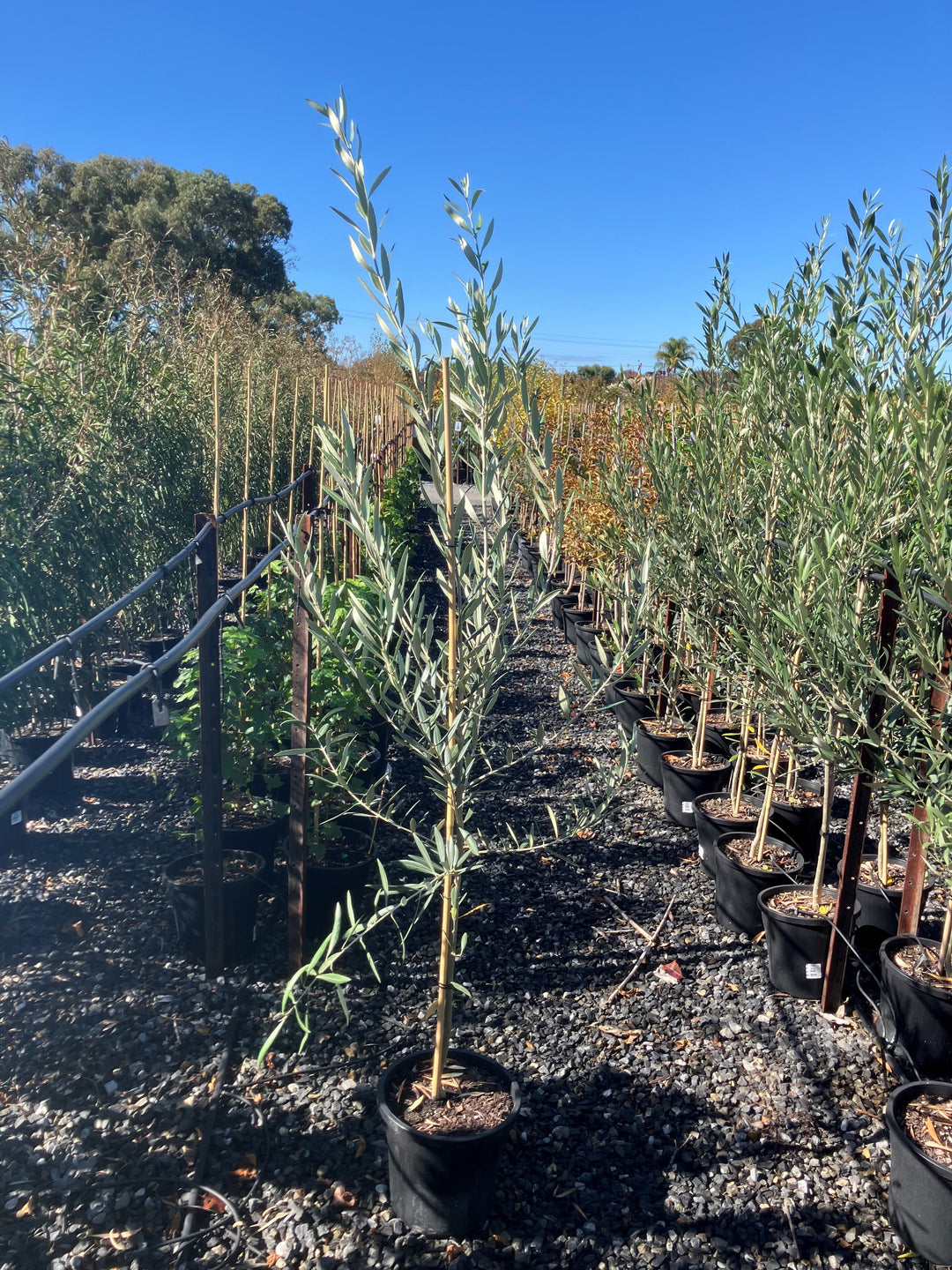 OLIVE / Olea Europaea &