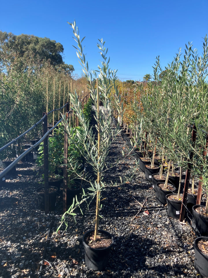 OLIVE / Olea Europaea &