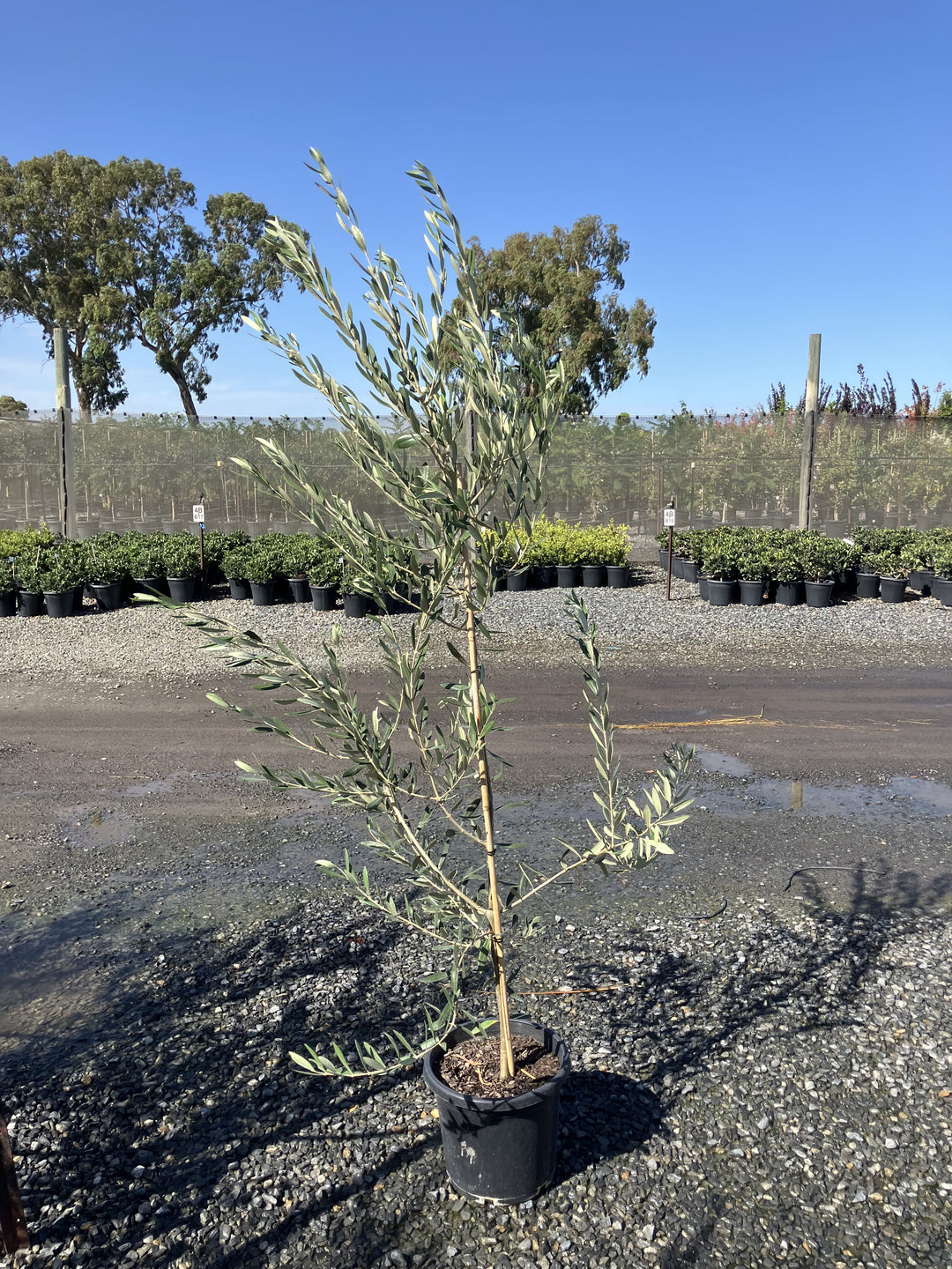 OLIVE / Olea Europaea &