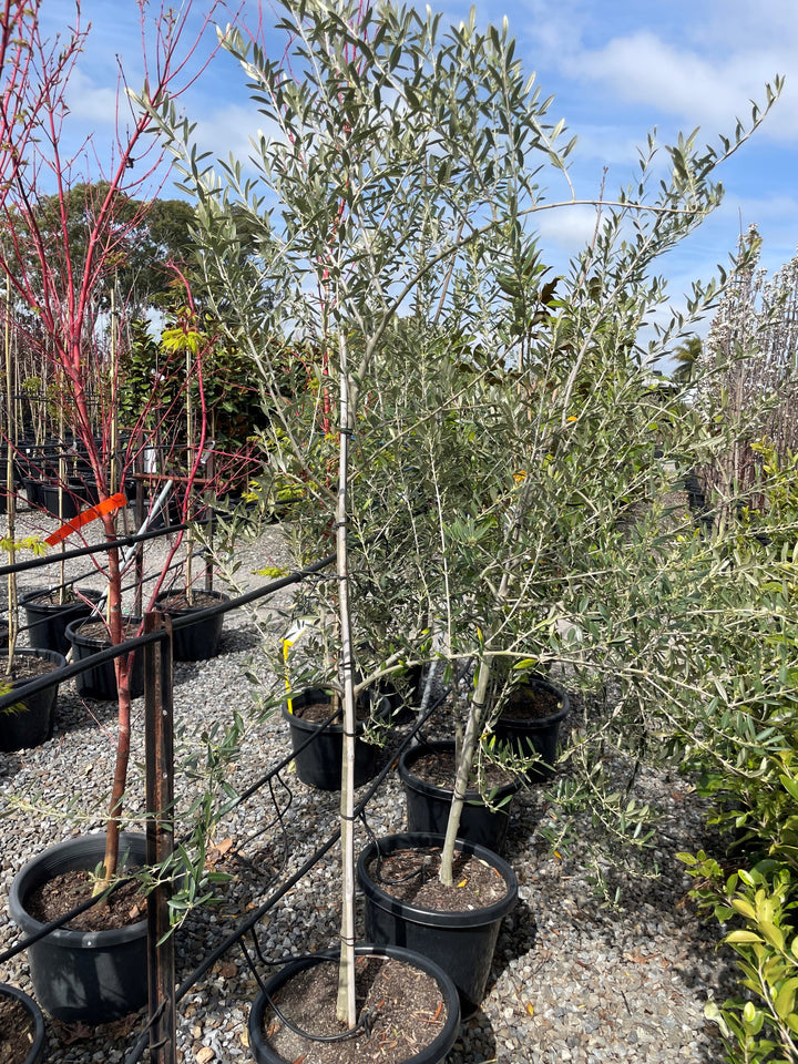 OLIVE / Olea Europaea &