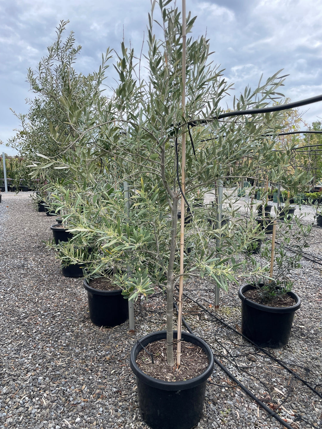 OLIVE / Olea Europaea &