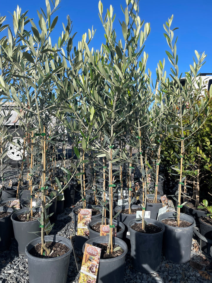 OLIVE / Olea Europaea &