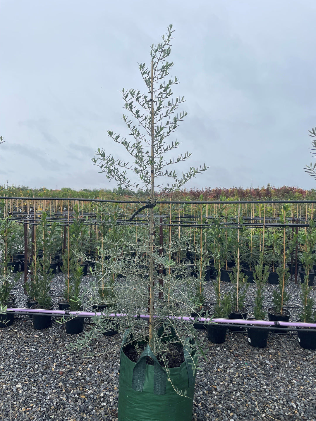 OLIVE / Olea Europaea &