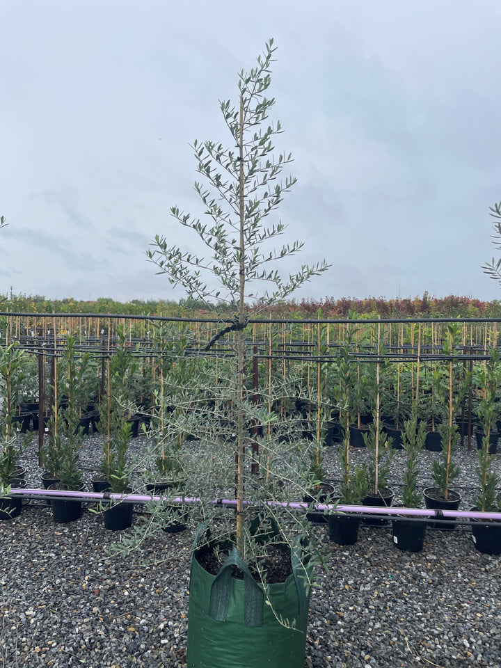 OLIVE / Olea Europaea &