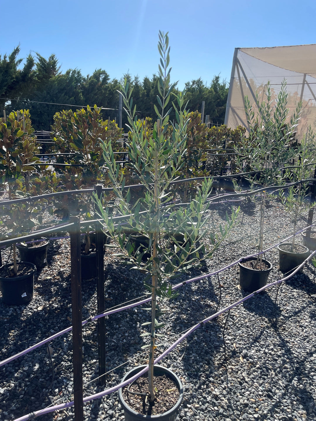 OLIVE / Olea Europaea 'Swan Hill' 300mm Pot for sale Adelaide Plant Co