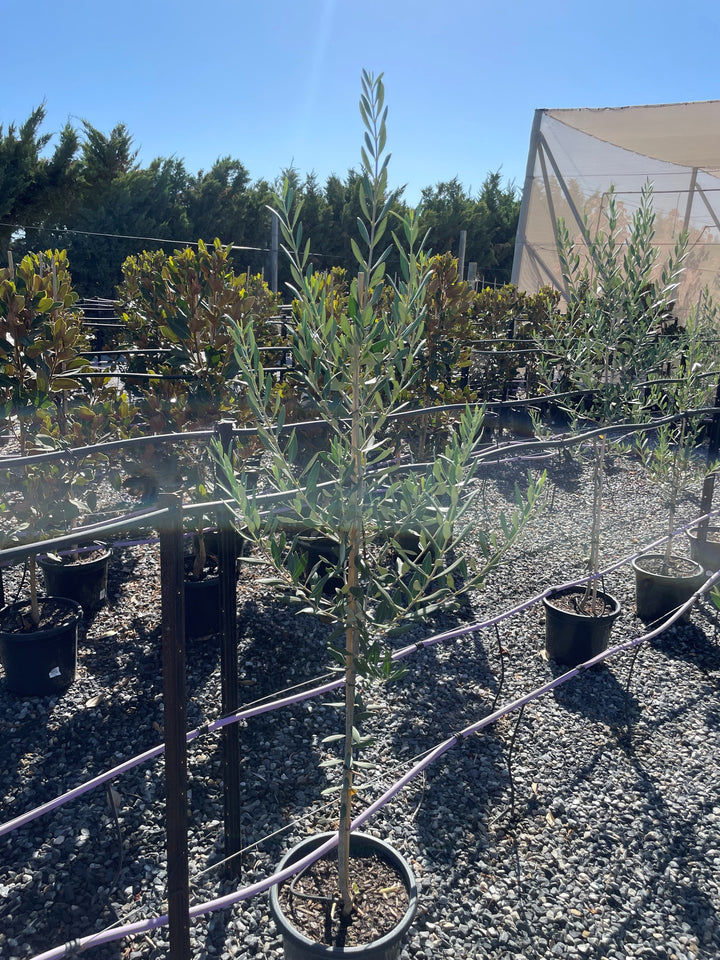 OLIVE / Olea Europaea &