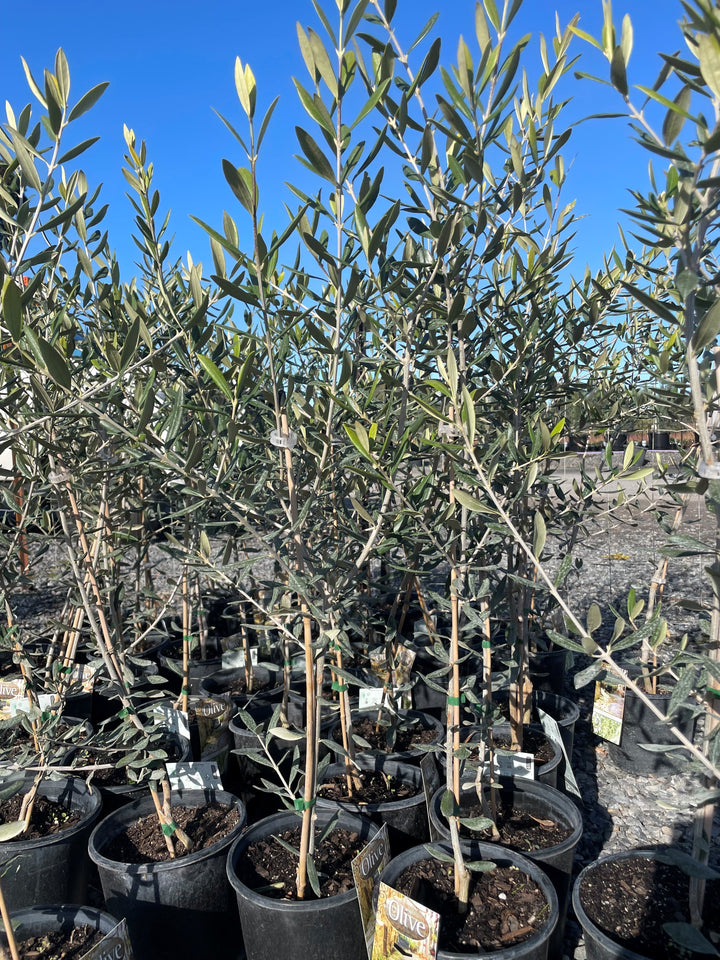 OLIVE / Olea Europaea &