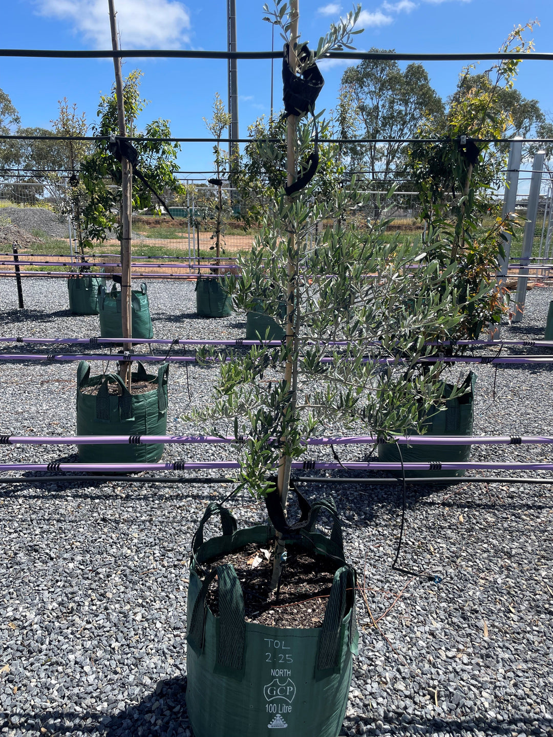 OLIVE / Olea Europaea 'Tolley's Upright'