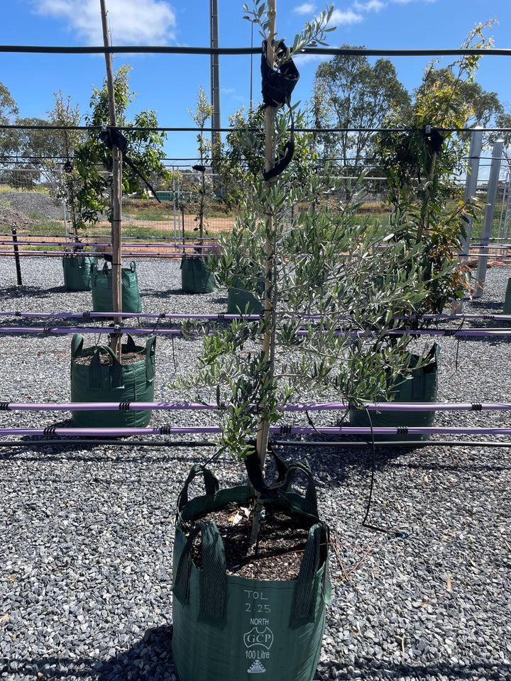 OLIVE / Olea Europaea 'Tolley's Upright'