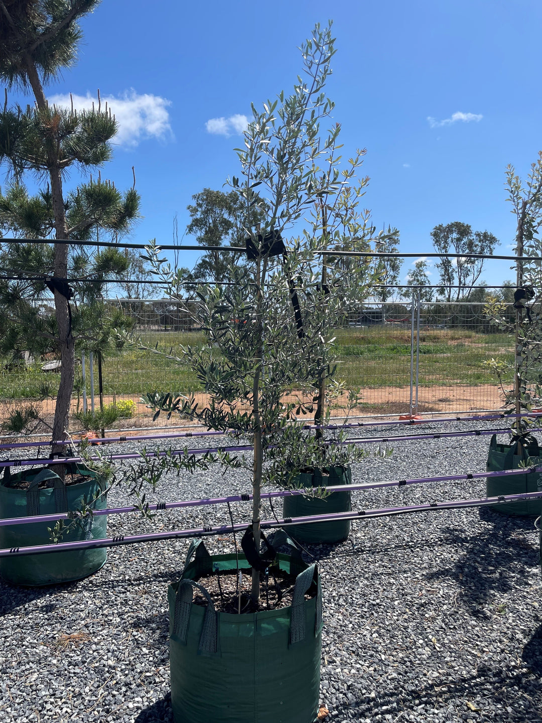 OLIVE / Olea Europaea 'Tolley's Upright'