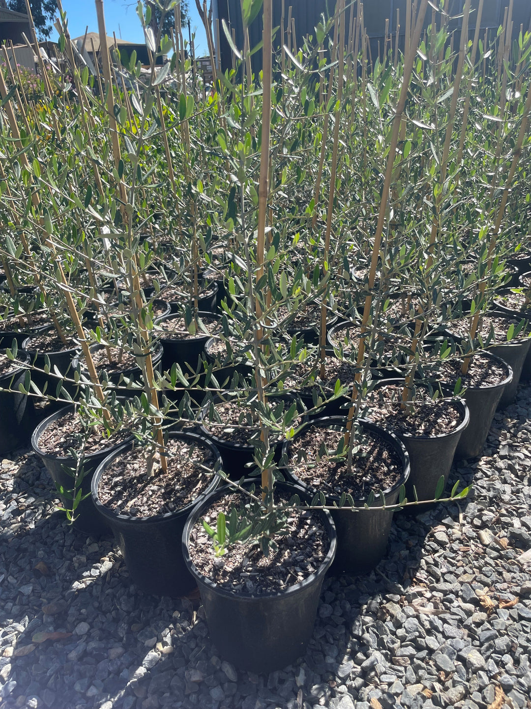 OLIVE / Olea Europaea 'Tolley's Upright'