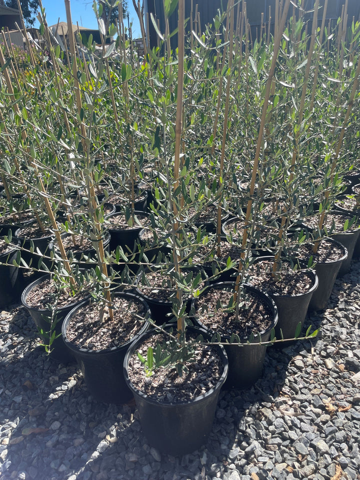 OLIVE / Olea Europaea 'Tolley's Upright'