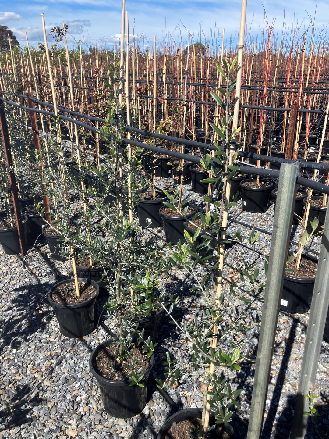 OLIVE / Olea Europaea &