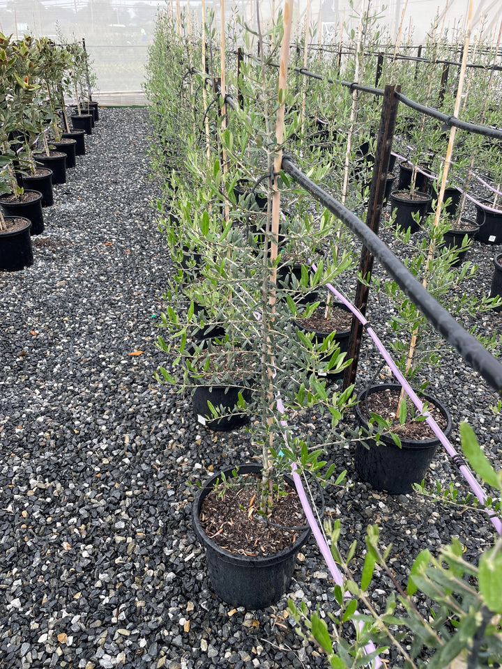 OLIVE / Olea Europaea 'Tolley's Upright'