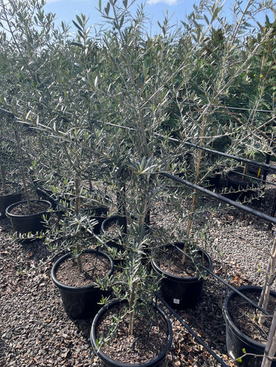 OLIVE / Olea Europaea 'Tolley's Upright' 300mm Pot for sale Adelaide Plant Co