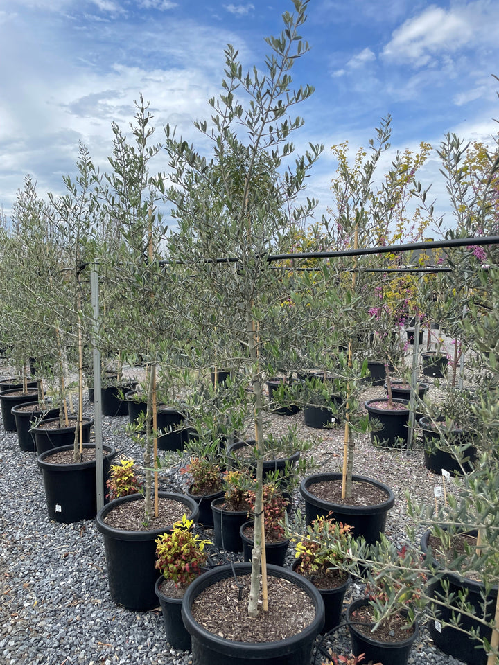 OLIVE / Olea Europaea 'Tolley's Upright'