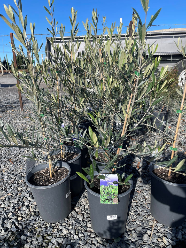 OLIVE / Olea Europaea 'Tolley's Upright'