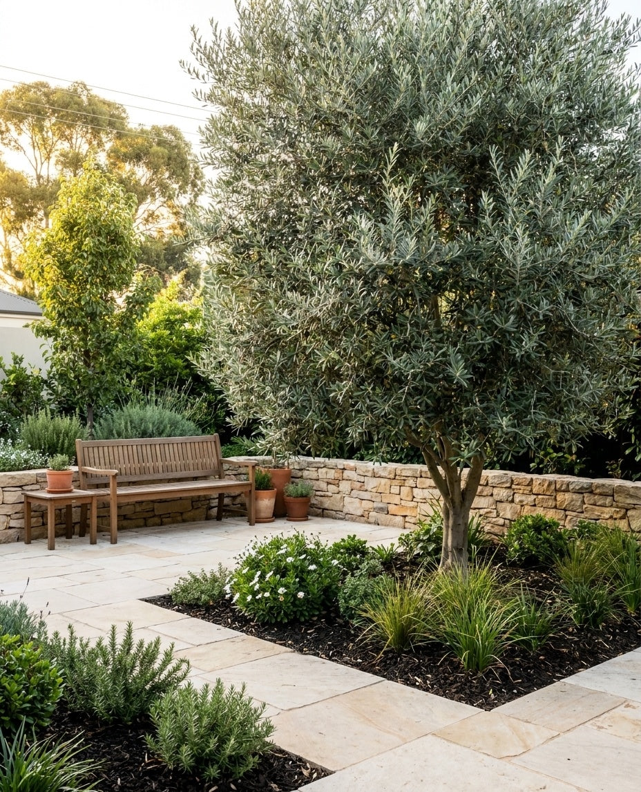 OLIVE / Olea Europaea &