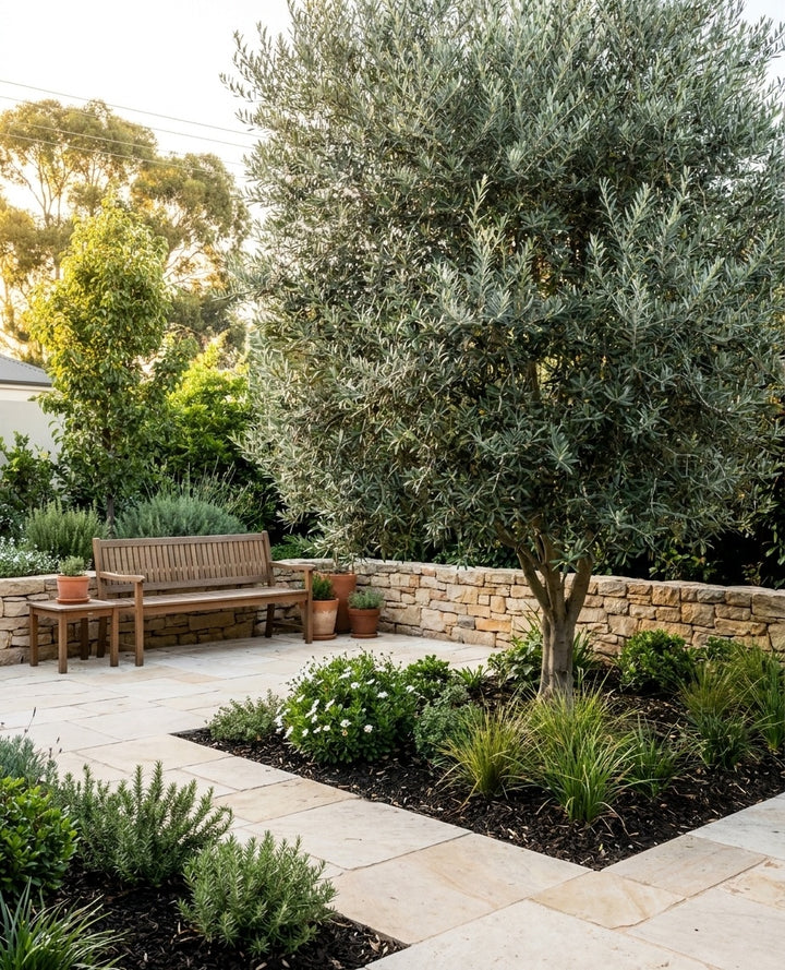 OLIVE / Olea Europaea &