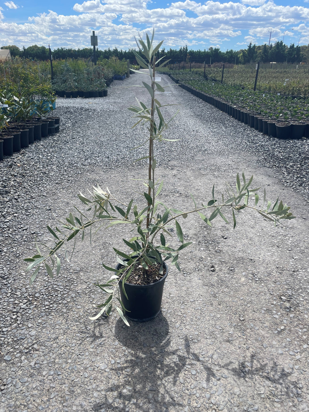 OLIVE / Olea europaea &