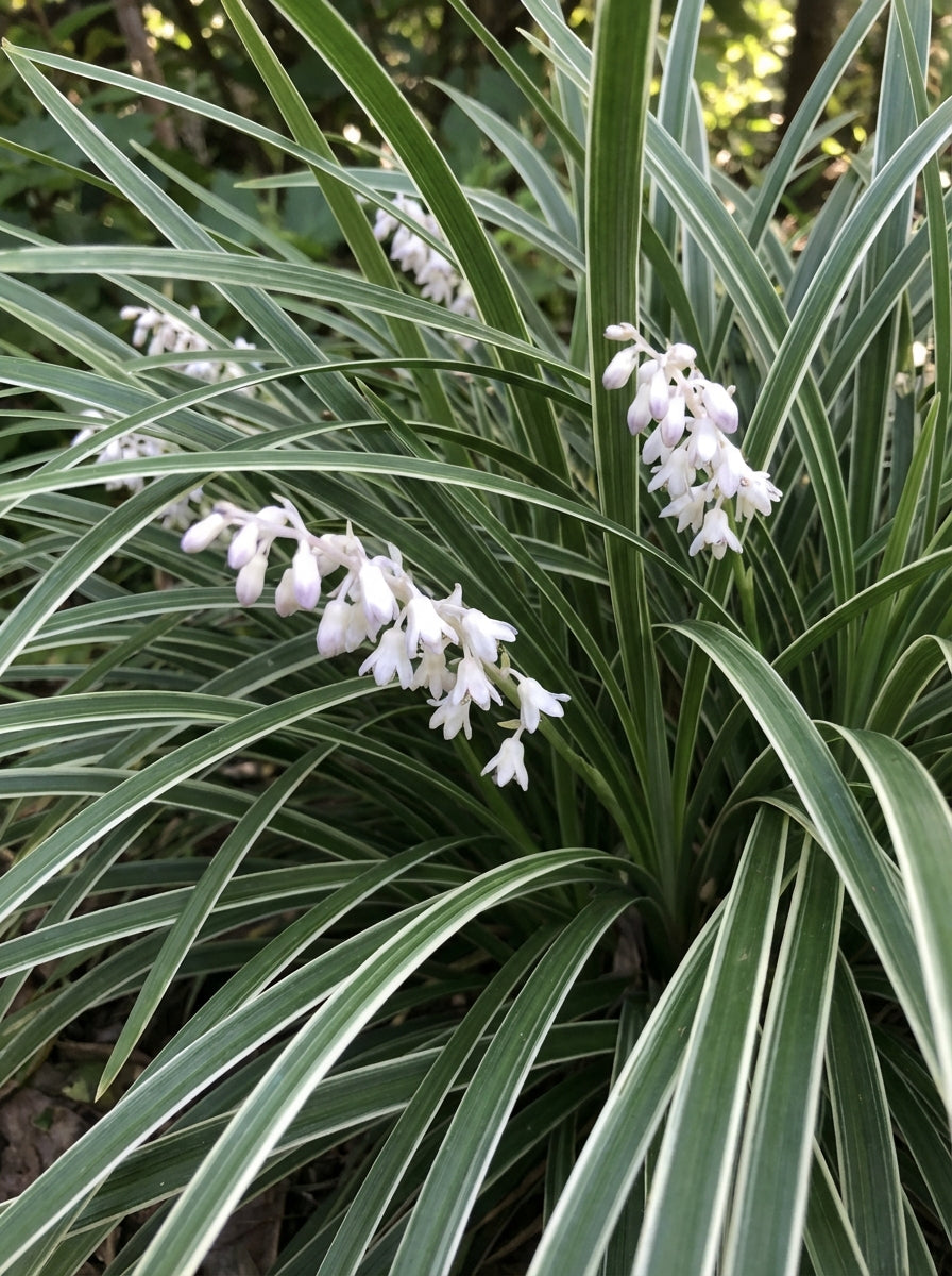 Buy Ophiopogon japonica Stripey White Mondo Grass