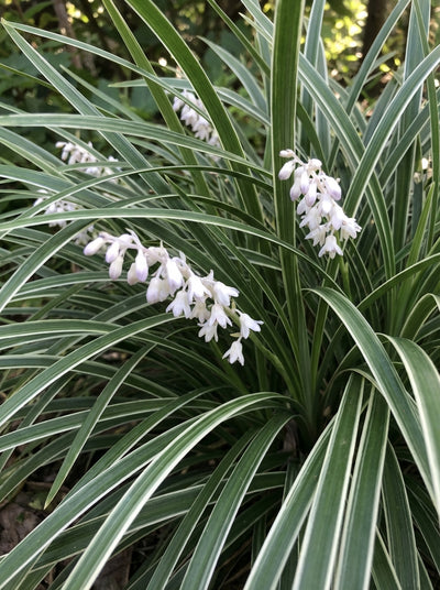 Ophiopogon japonica 'Stripey White' 170mm Pot for sale Adelaide Plant Co
