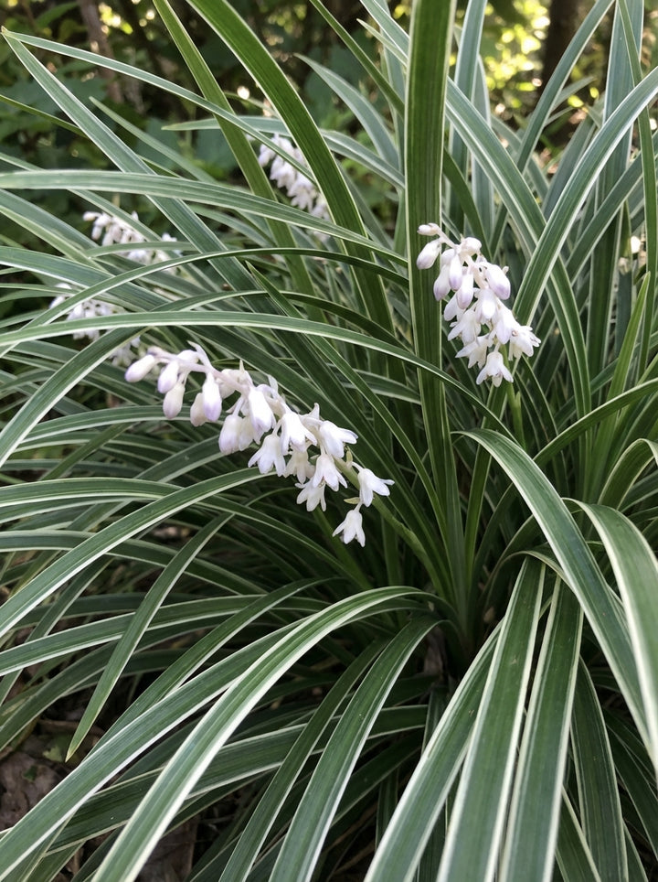 Ophiopogon japonica &
