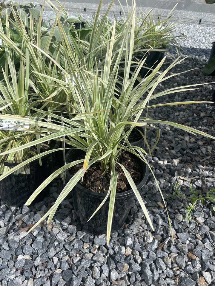 Ophiopogon japonica &