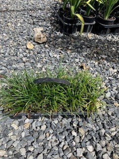 Ophiopogon Japonicus for sale Adelaide Plant Co